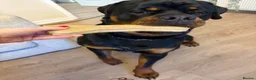 Rottweiler dogs for sale: Ronnie  Friendly, Loving 12 Month Male Rottweiler - Advert 9