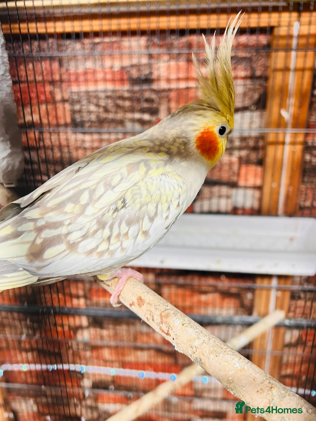 Cockatiels birds for sale: Various cockateils for sale  - Advert 4