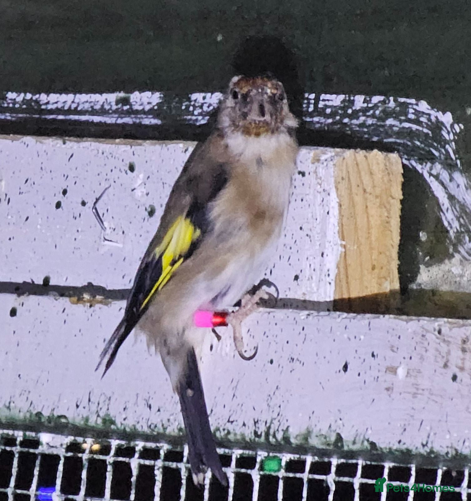 Mixed Breed birds Goldfinch  - Advert 10