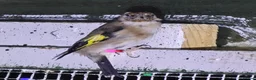 Mixed Breed birds for sale: Goldfinch  - Advert 2