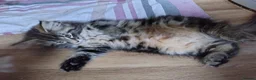 Norwegian Forest Cat cats for sale: Beautiful Pedigree Norwegian Forest kittens - Advert 4