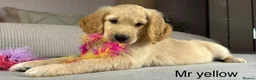 Goldendoodle dogs for sale: BEAUTIFUL HEALTHY CHUNKY PUPPIES  - Advert 22