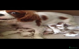 Cavalier King Charles Spaniel dogs for stud: Extensively Health Tested Cavalier King Charles Sp in Mansfield - Image 9