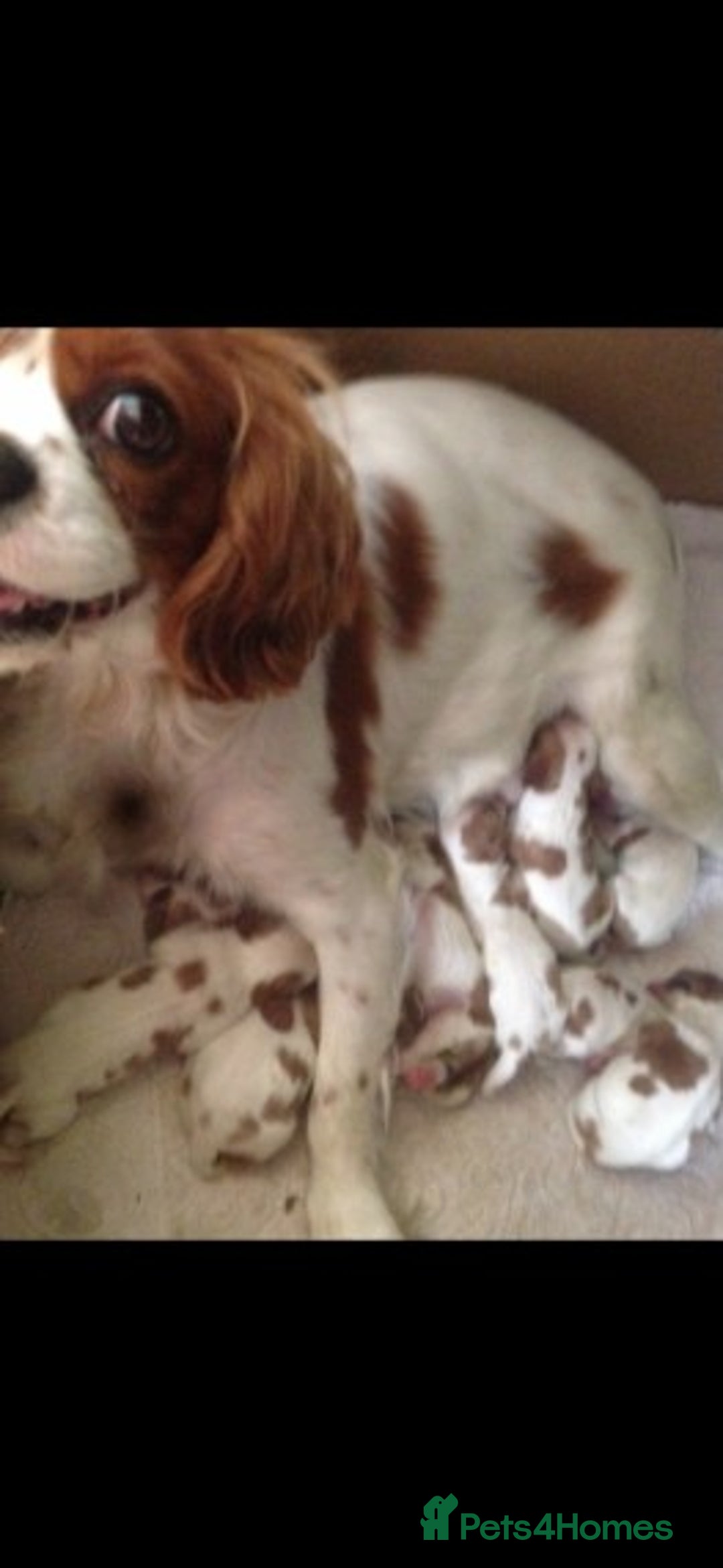 Cavalier King Charles Spaniel dogs for stud: Extensively Health Tested Cavalier King Charles Sp in Mansfield - Image 9