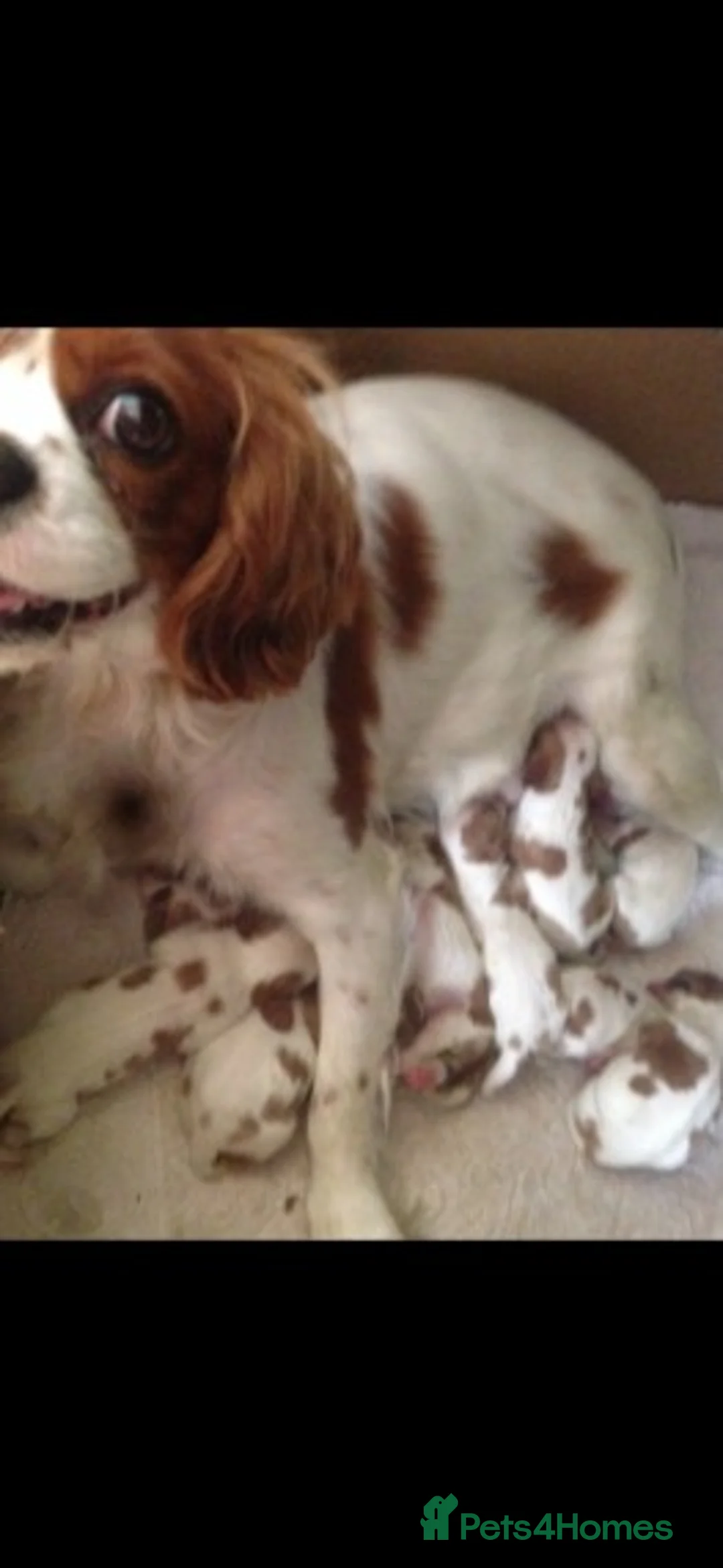 Cavalier King Charles Spaniel dogs for stud: Extensively Health Tested Cavalier King Charles Sp in Mansfield - Advert 9