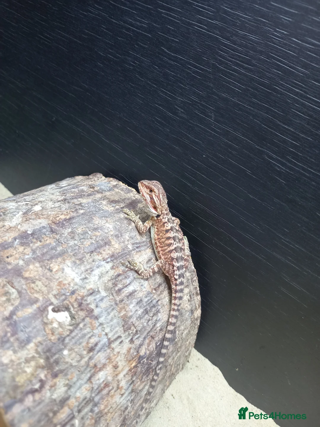 Bearded Dragon reptiles for sale: Shop bred baby bearded dragons  - Advert 2