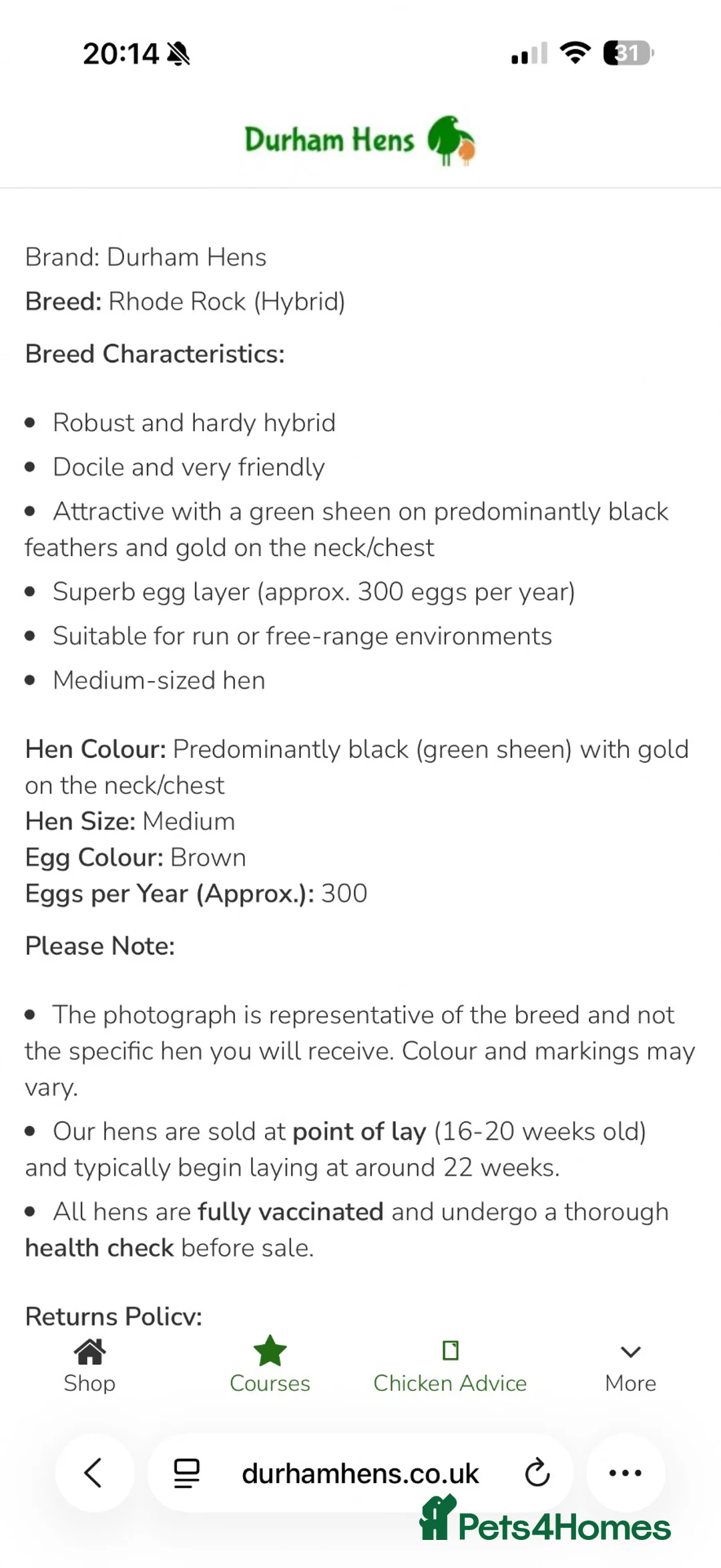 Hens poultry for sale: Rhode Rock Hens X2 in Choppington - Advert 5