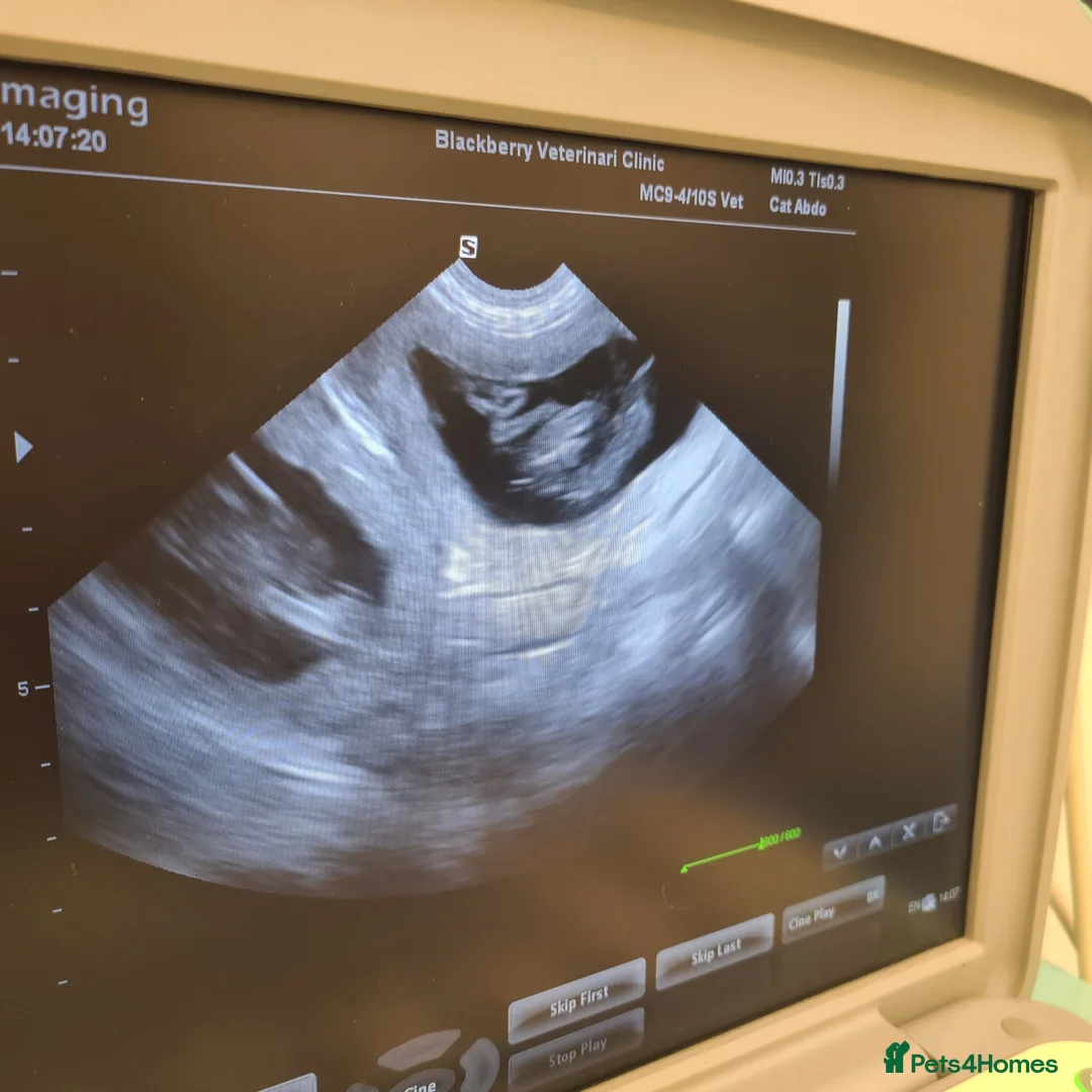 Golden Retriever dogs for stud: A proven gorgeous Golden Retriever for stud in Haywards Heath - Advert 21