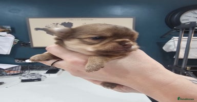 Chihuahua dogs Long hair tri chocolate apple head chihuahuas   - Advert 1