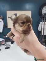 Chihuahua dogs Long hair tri chocolate apple head chihuahuas - Advert 1