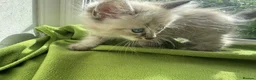Ragdoll cats for sale: Beautiful Ragdoll Kittens :)  - Advert 11