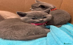 British Shorthair cats for sale: Full Pedigree stunning British Shorthair kittens  - Image 5