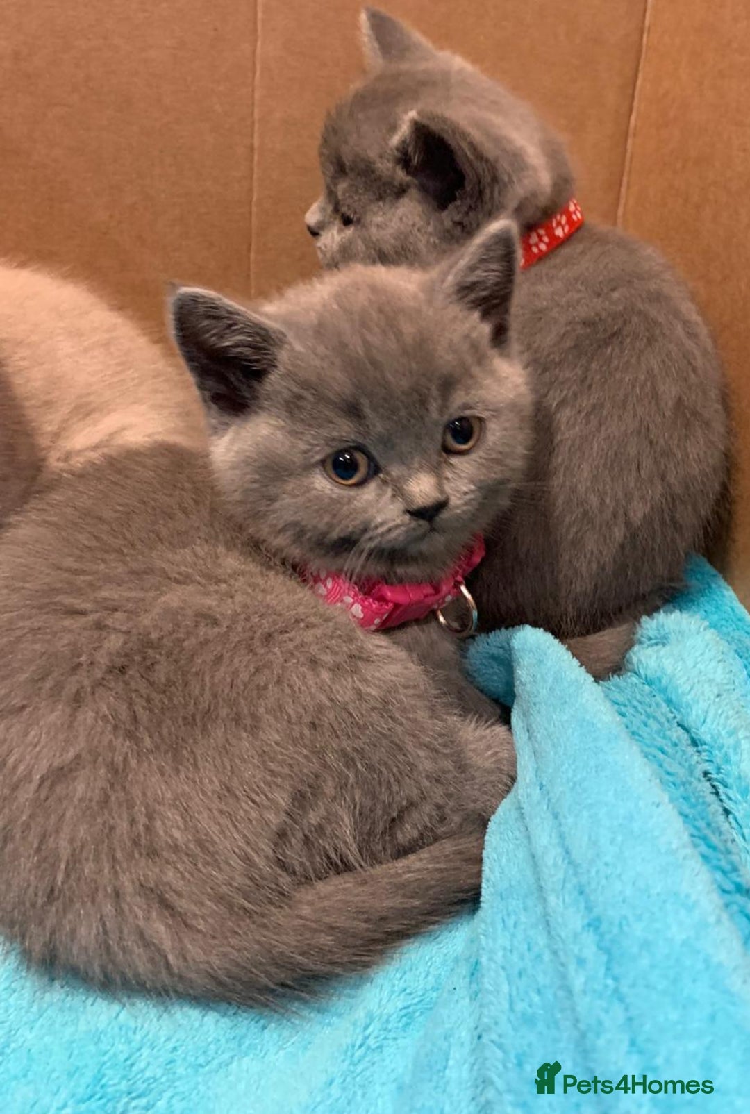 British Shorthair cats for sale: Full Pedigree stunning British Shorthair kittens  - Image 5