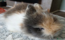 Lionhead rabbits for sale: Stunning DM Lionhead baby rabbits  - Image 8