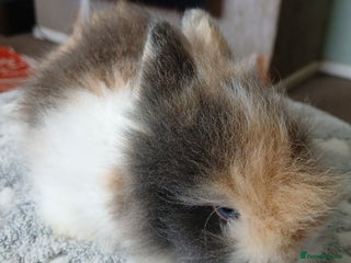 Lionhead rabbits Stunning DM Lionhead baby rabbits - Advert 16