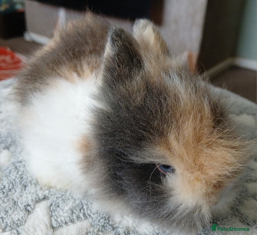 Lionhead rabbits Stunning DM Lionhead baby rabbits - Advert 13