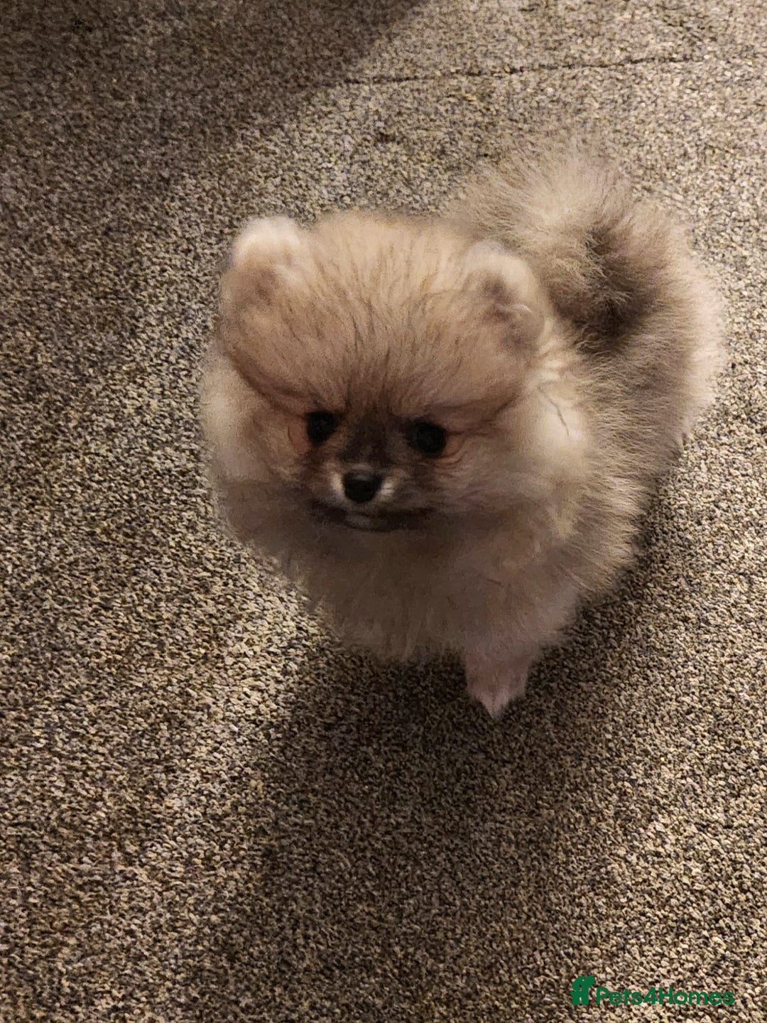 Pomeranian dogs for sale: K C registered beautiful Pomeranians - Advert 26
