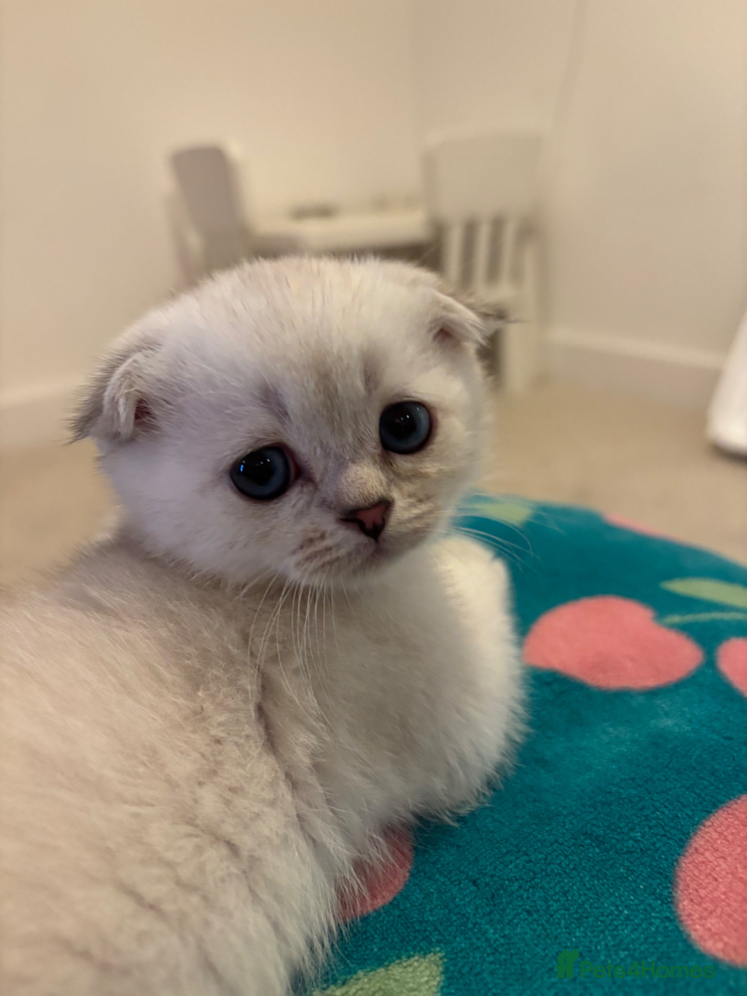 Scottish Fold cats BEAUTIFUL WHITE SCOTTISH FOLDS - Advert 14