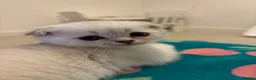Scottish Fold cats for sale: BEAUTIFUL WHITE SCOTTISH FOLDS - Advert 1
