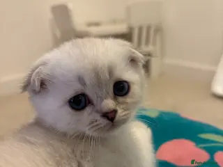 Scottish Fold cats BEAUTIFUL WHITE SCOTTISH FOLDS - Advert 14