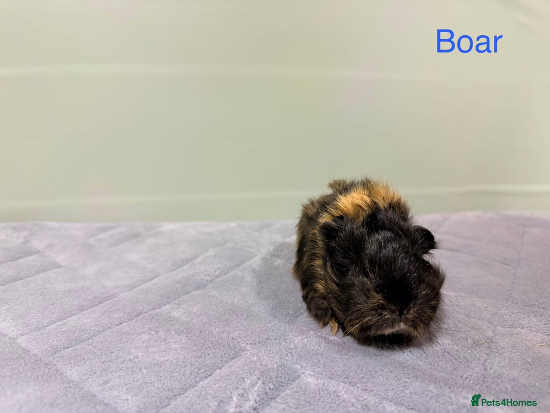 Guinea Pig rodents for sale: Baby guinea pigs  - Advert 9