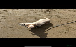 Miniature Dachshund dogs for sale: Miniature Dachsund Smooth Hair - Image 4