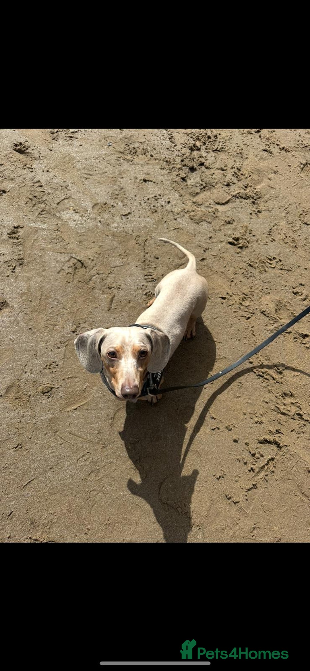 Miniature Dachshund dogs for sale: Miniature Dachsund Smooth Hair - Image 4