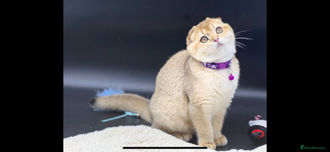 Scottish Fold cats for sale: Scottish Fold Kittens with TICA Registration - Advert 27