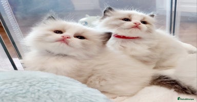 Ragdoll cats Beautiful Ragdoll  kittens raised with ❤️ - Advert 6