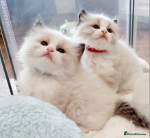 Ragdoll cats Beautiful Ragdoll kittens raised with ❤️ - Advert 6