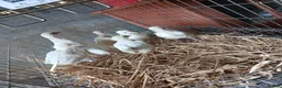 Chickens poultry for sale: Hybrid leghorn chickens  in Craven Arms - Advert 2