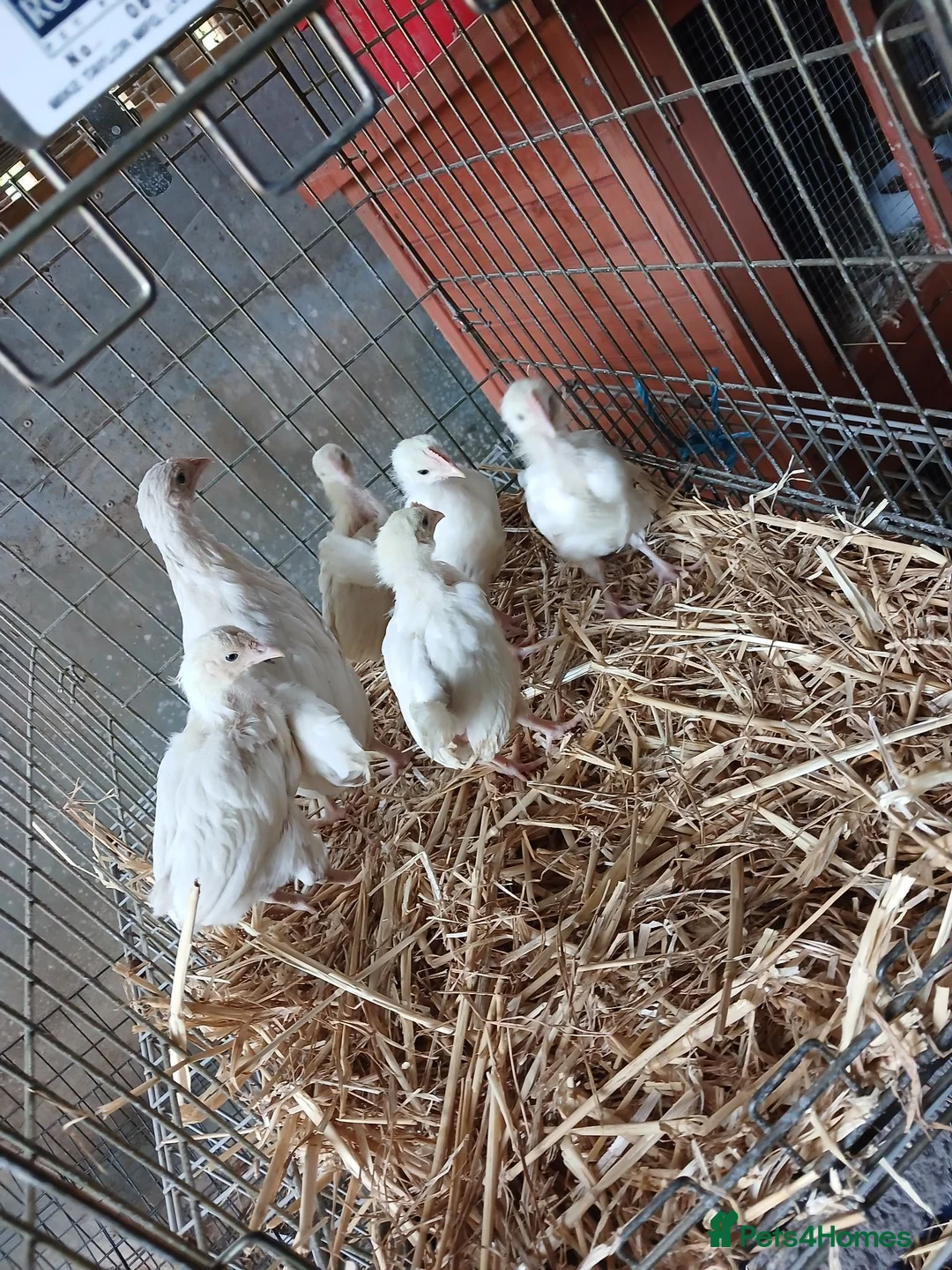 Chickens poultry for sale: Hybrid leghorn chickens  in Craven Arms - Advert 2