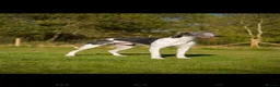 Mixed Breed dogs for sale: Whippet cross greyhound  - Advert 2