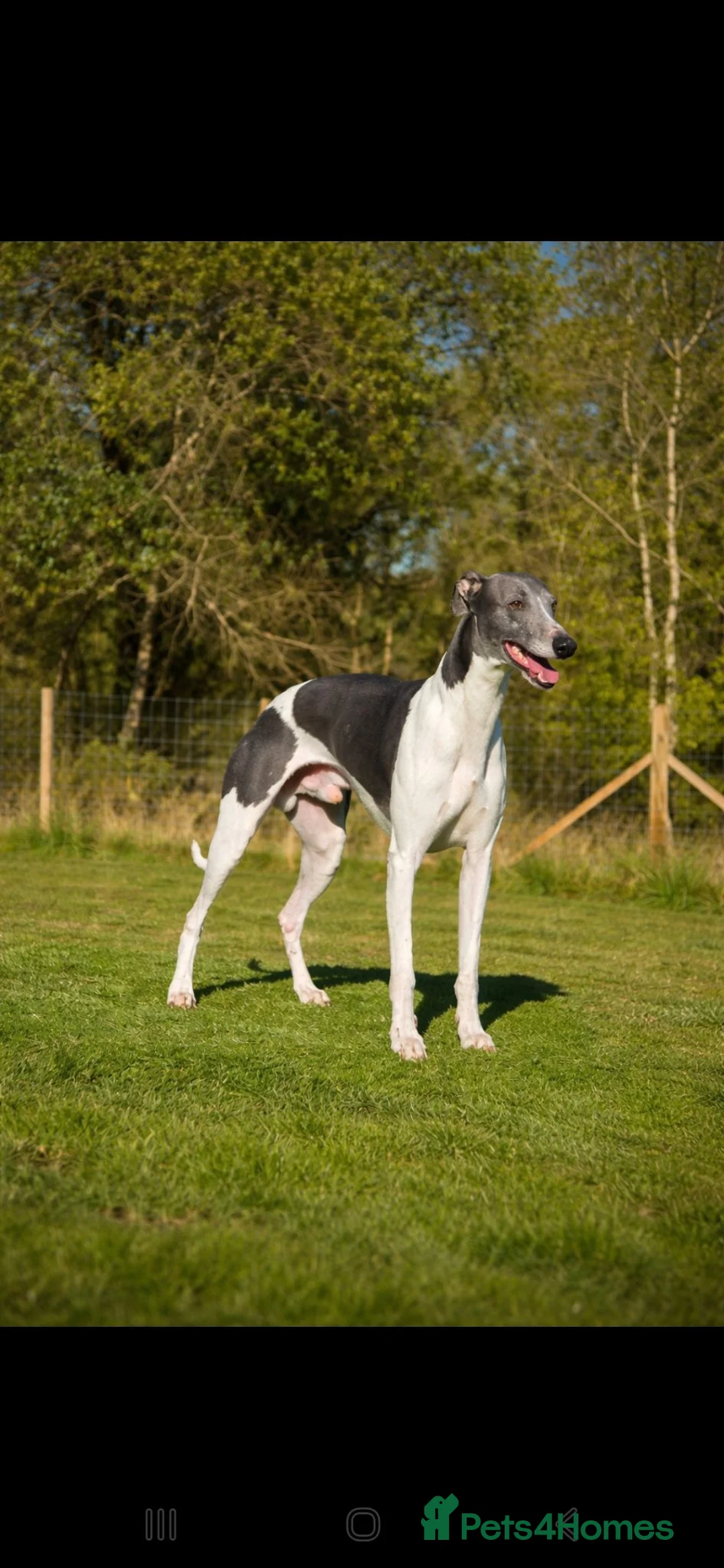 Mixed Breed dogs for sale: Whippet cross greyhound  - Advert 2