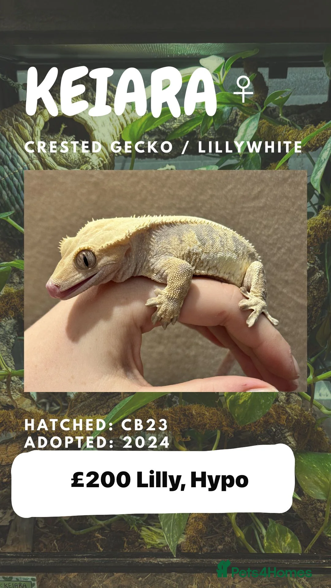 Gecko reptiles for sale: CRESTIES & ENCLOSURES - Advert 1