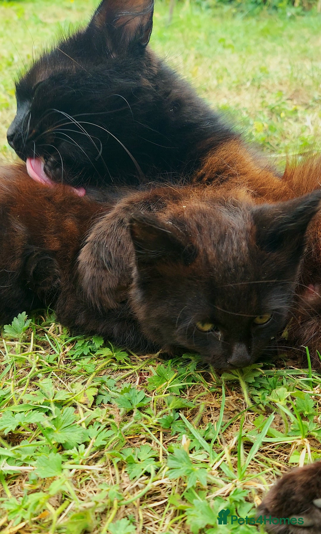 York Chocolate cats for sale: Green-eyed kittens , - Image 2