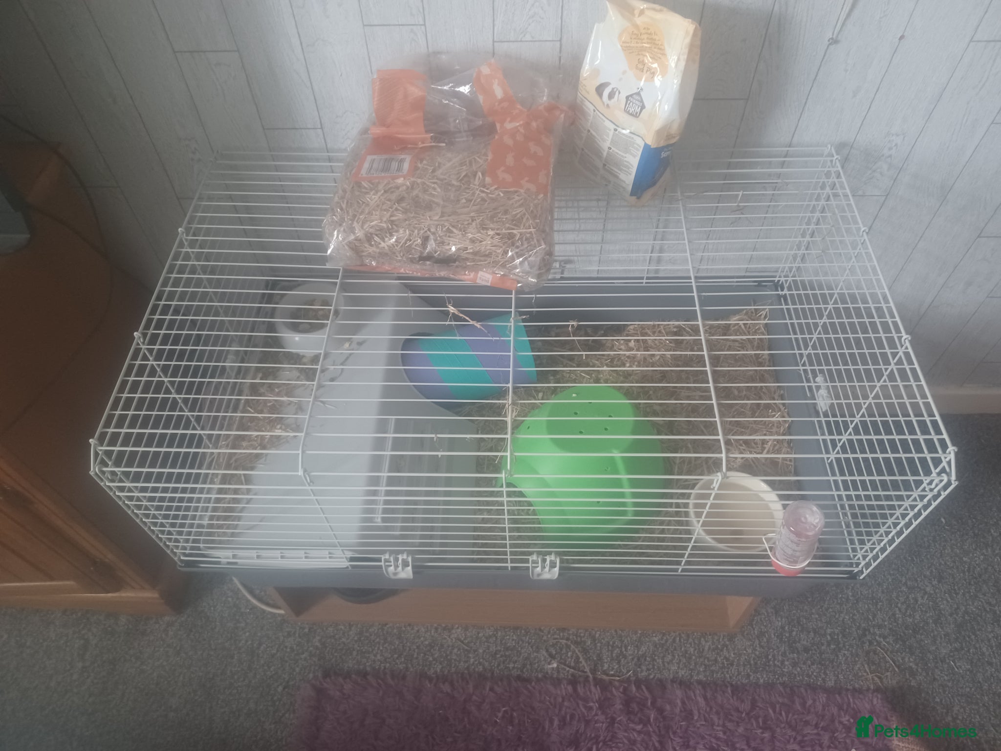 Guinea Pig rodents for sale: 2 male guinea pigs  - Advert 2