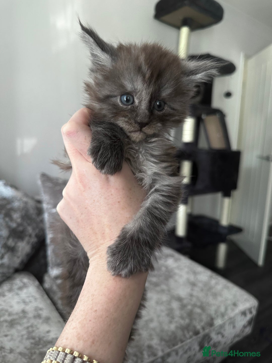Maine Coon cats for sale: XXL Maine Coon Kittens Double TICA Champion lines  - Image 10