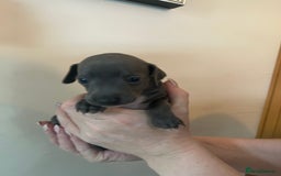 Italian Greyhound dogs for sale: Cutest ** KC Italian Greyhound’s  - Image 11
