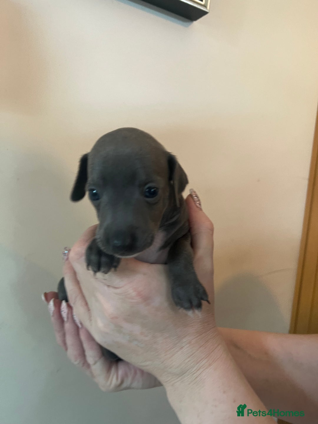 Italian Greyhound dogs for sale: Cutest ** KC Italian Greyhound’s  - Image 11