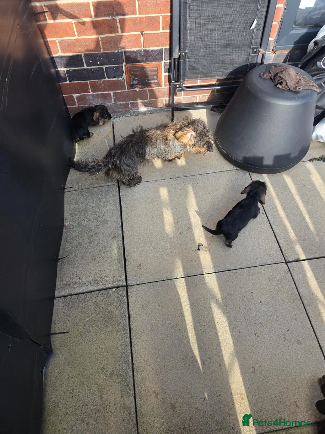 Dachshund dogs for sale: Beautiful Teckel Dachshund puppies for sale - Advert 2