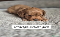 Cockapoo dogs for sale: Beautiful litter of 6 cockapoos - Image 6