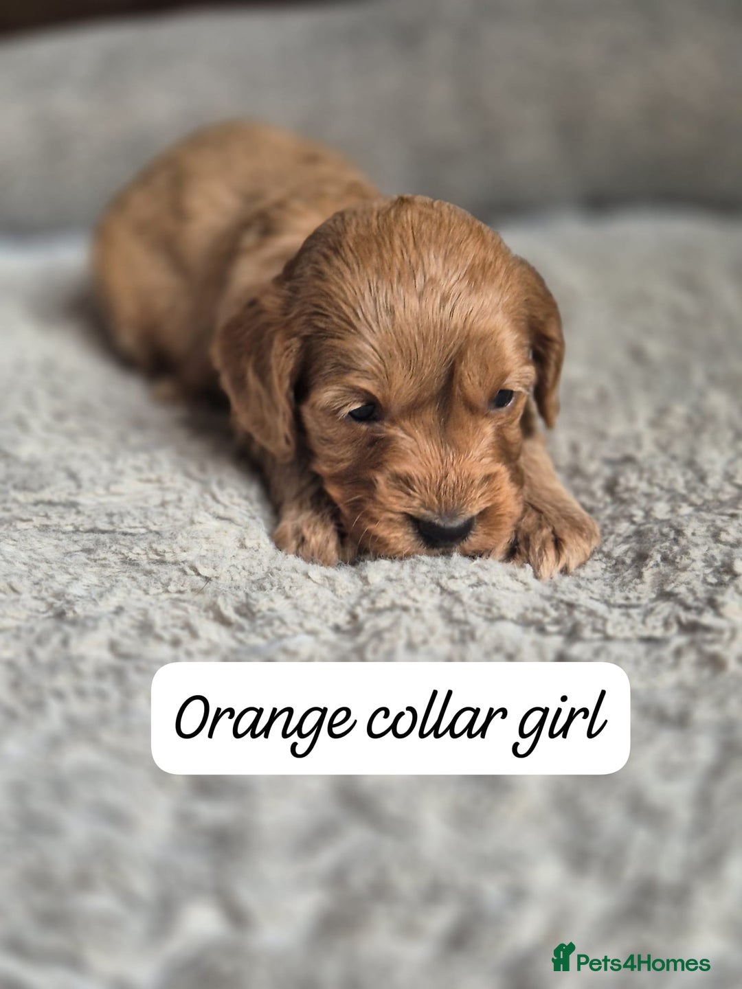 Cockapoo dogs for sale: Beautiful litter of 6 cockapoos - Image 6