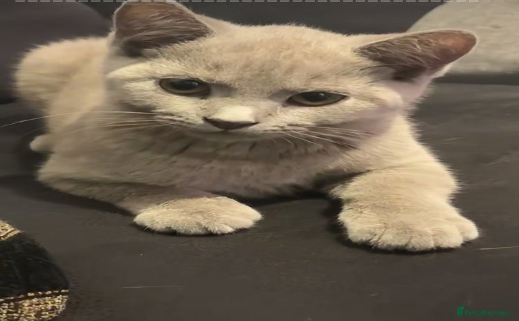 British Shorthair cats in Bradford - Advert 1