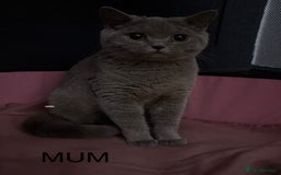 British Shorthair cats for sale: British short haired kittens - 07518744823 - Image 7