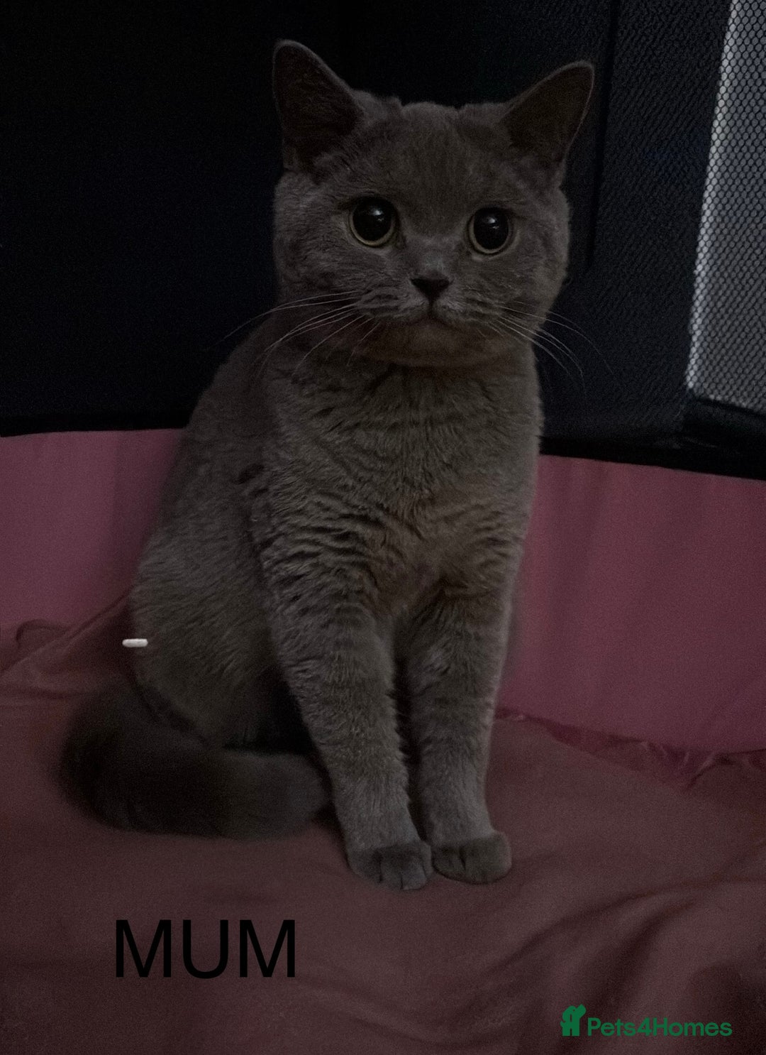 British Shorthair cats for sale: British short haired kittens - 07518744823 - Image 7