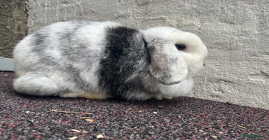 Mini Lop rabbits - Advert 4