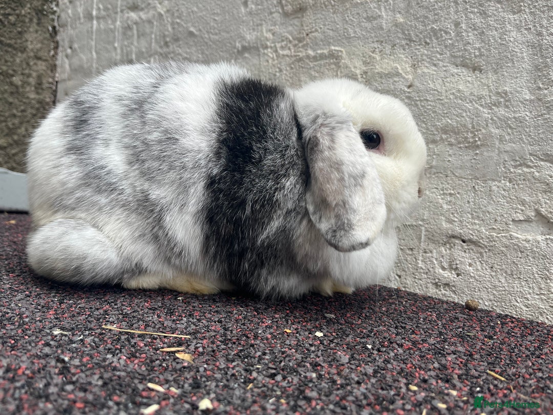 Mini Lop rabbits for sale: True typed Minilops  - Image 2