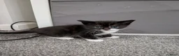 Mixed Breed cats for sale: Kittens for sale  - Advert 2