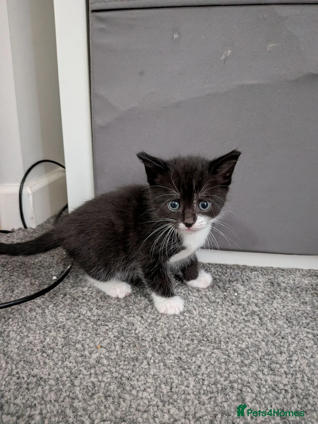 Mixed Breed cats for sale: Kittens for sale  - Advert 2